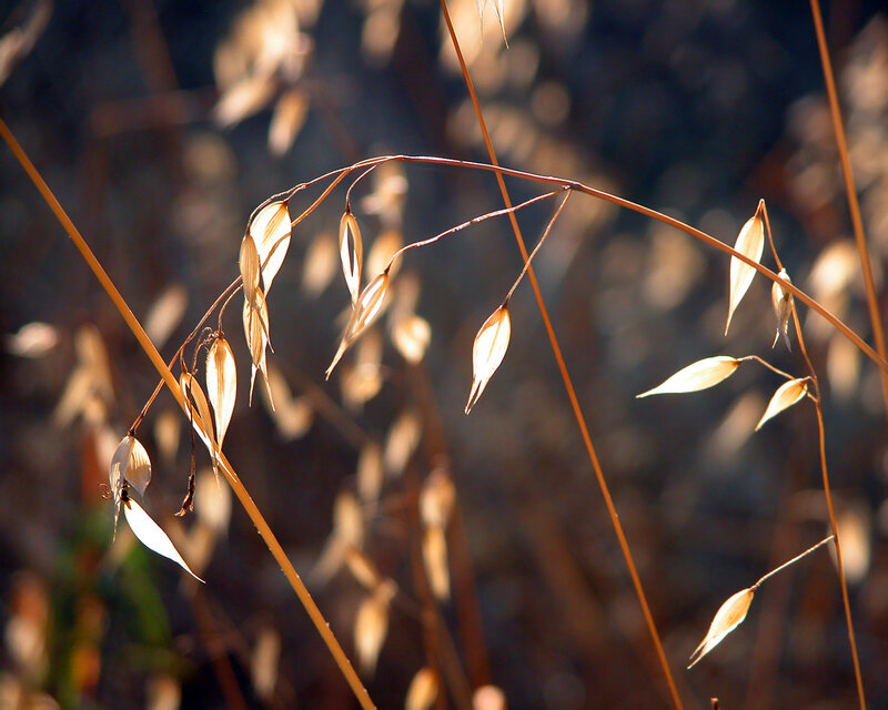 Sunlit oat seed heads