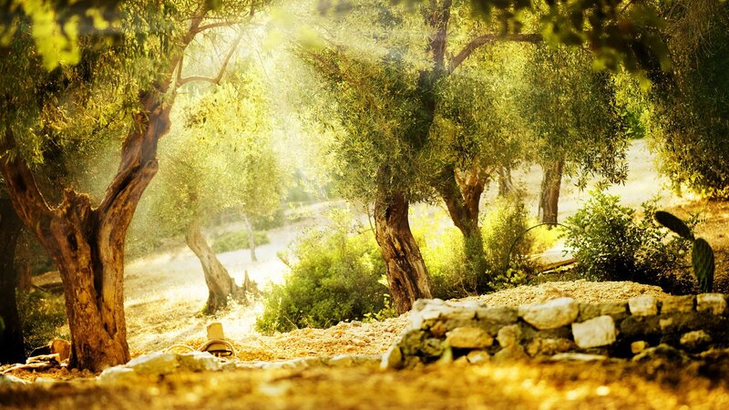 Sunlit olive grove