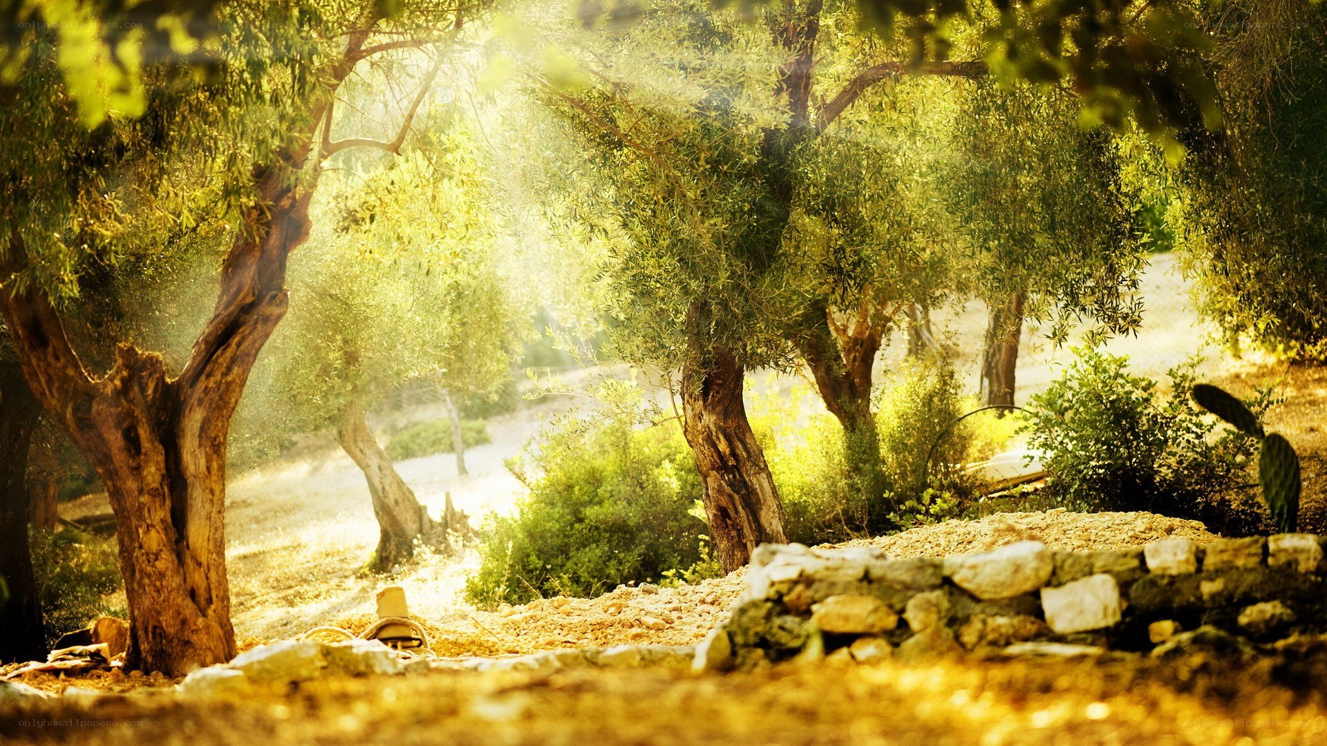 Sunlit olive grove