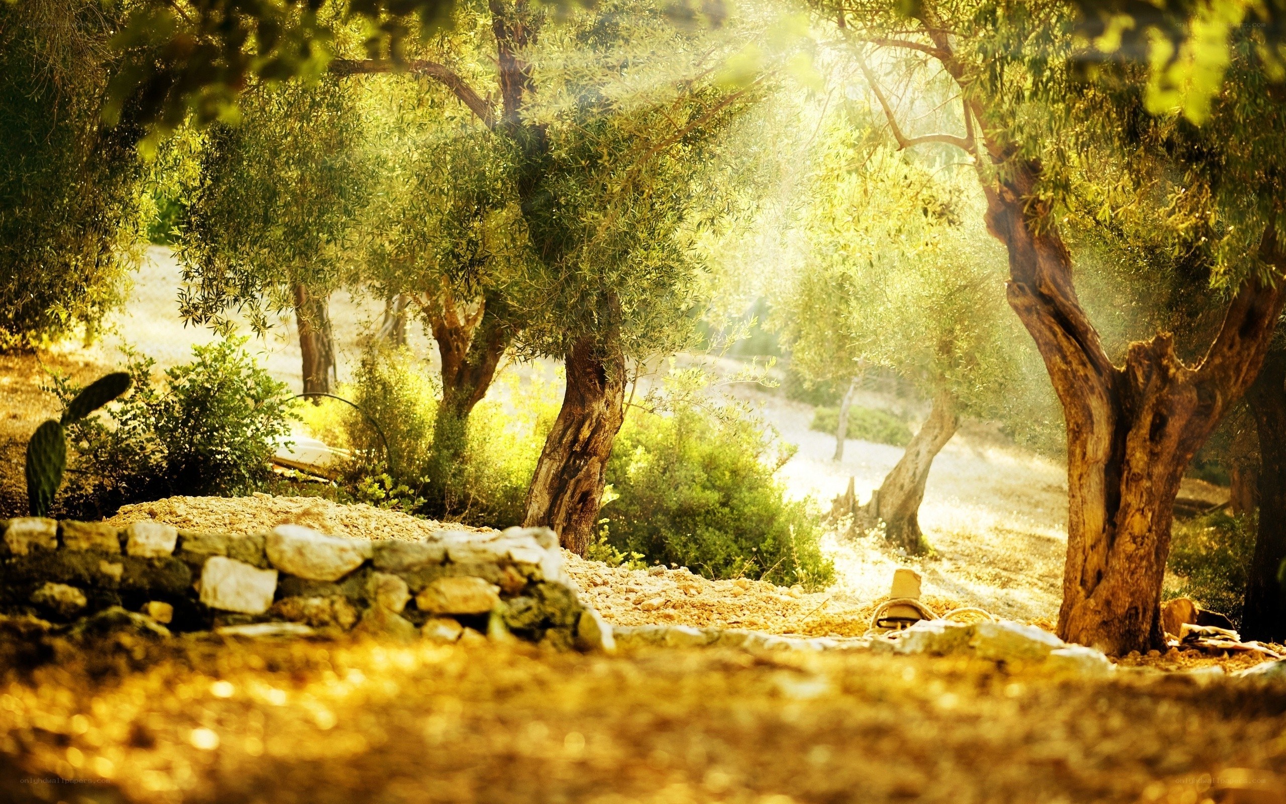 Sunlit olive grove
