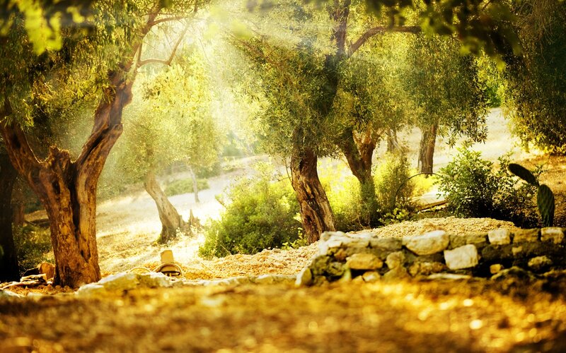 Sunlit olive grove at dawn