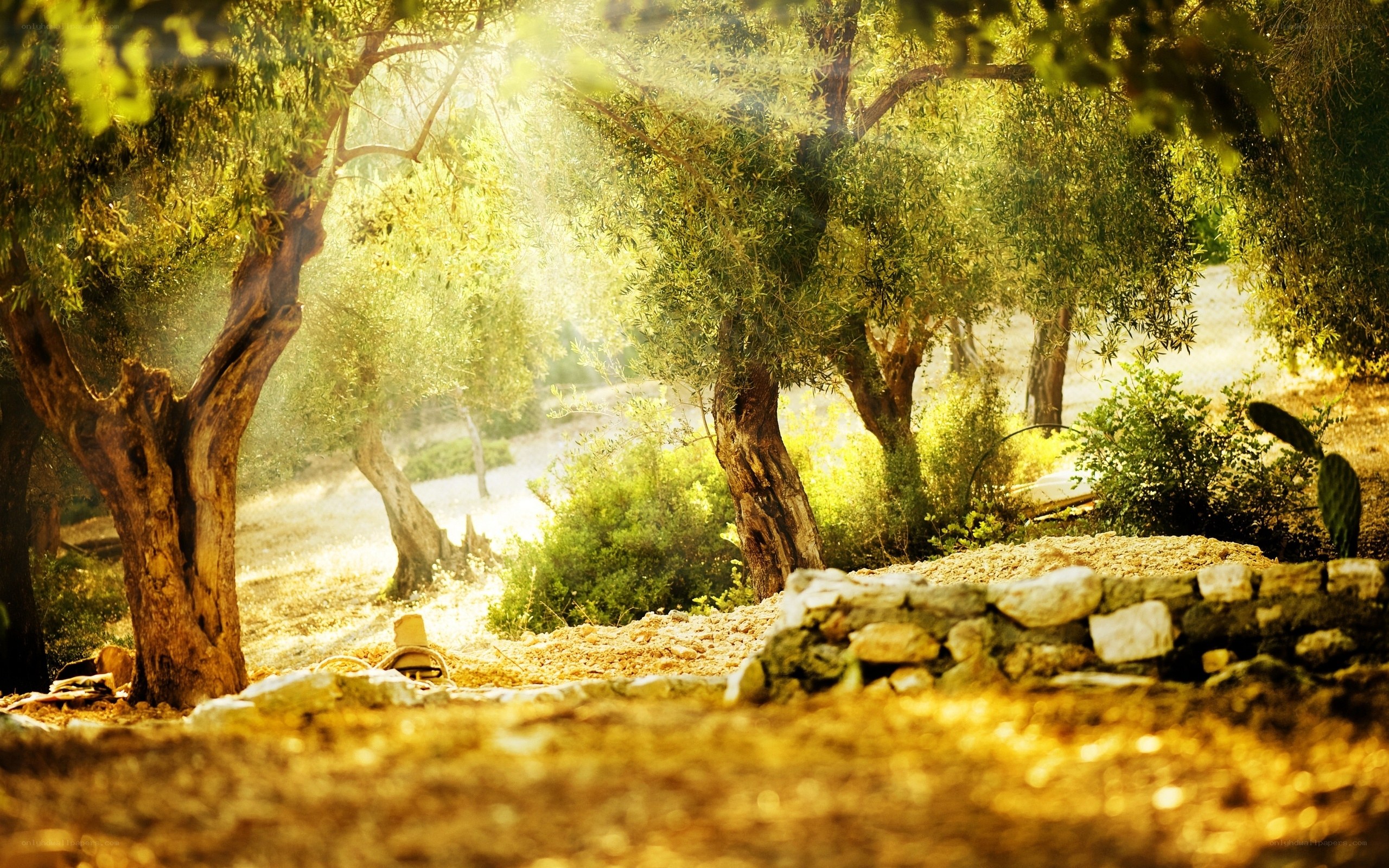Sunlit olive grove at dawn