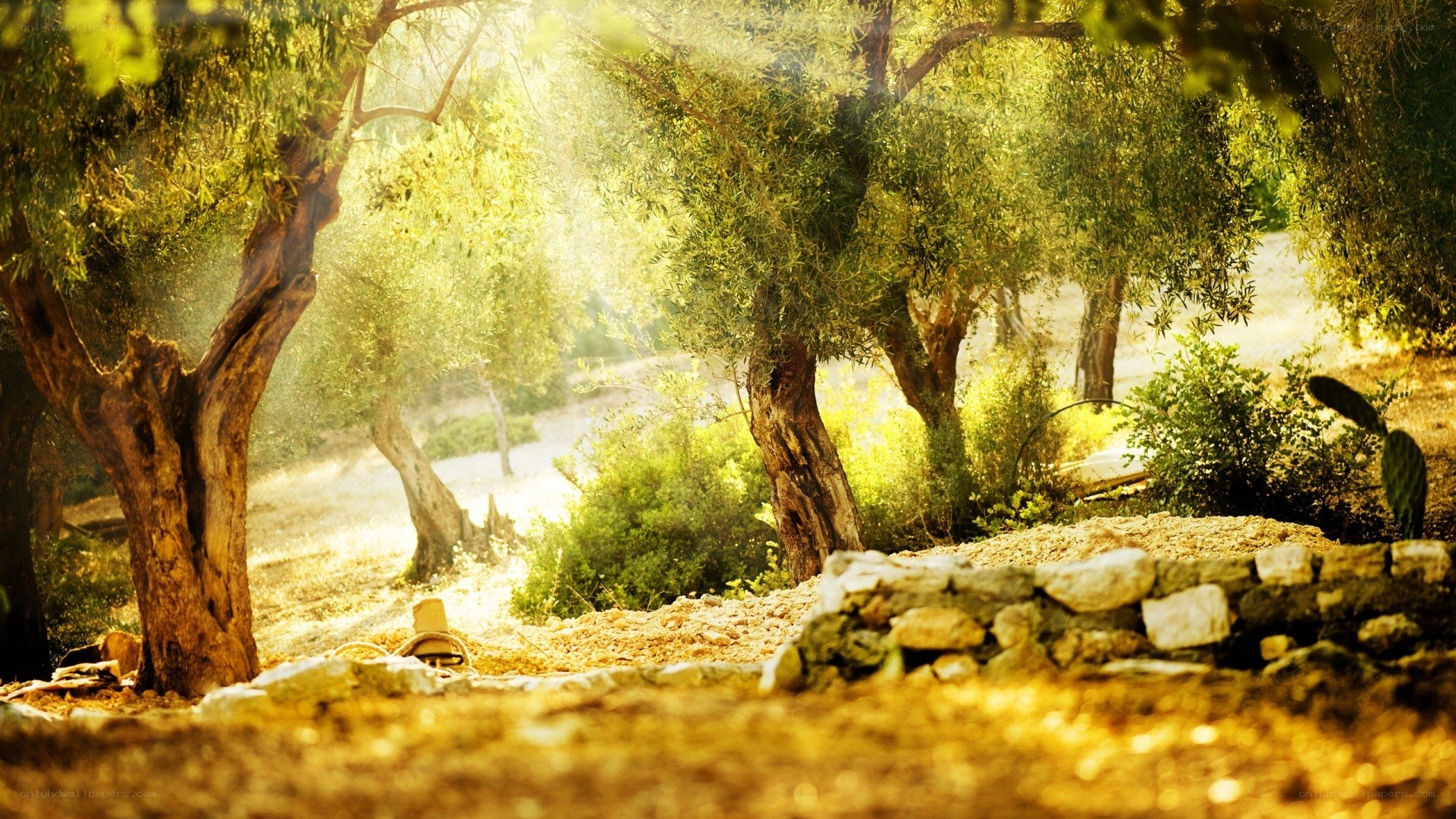 Sunlit olive grove path