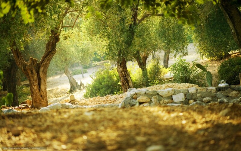Sunlit olive grove path
