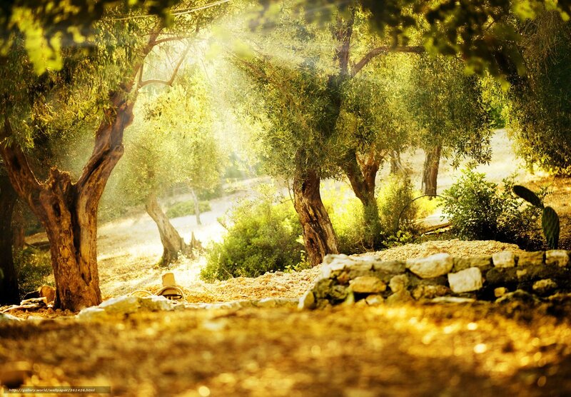 Sunlit olive grove