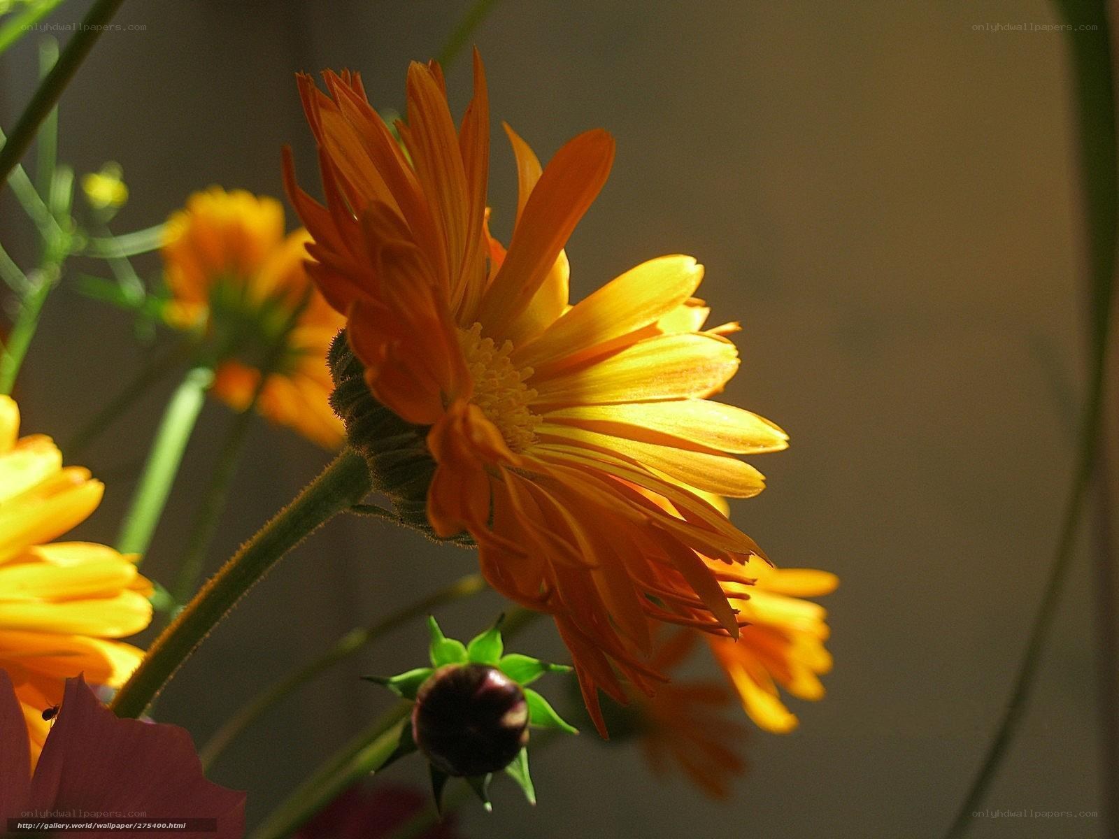 Sunlit orange flower in bloom