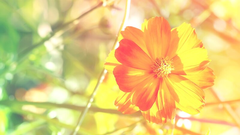 Sunlit orange flower in garden