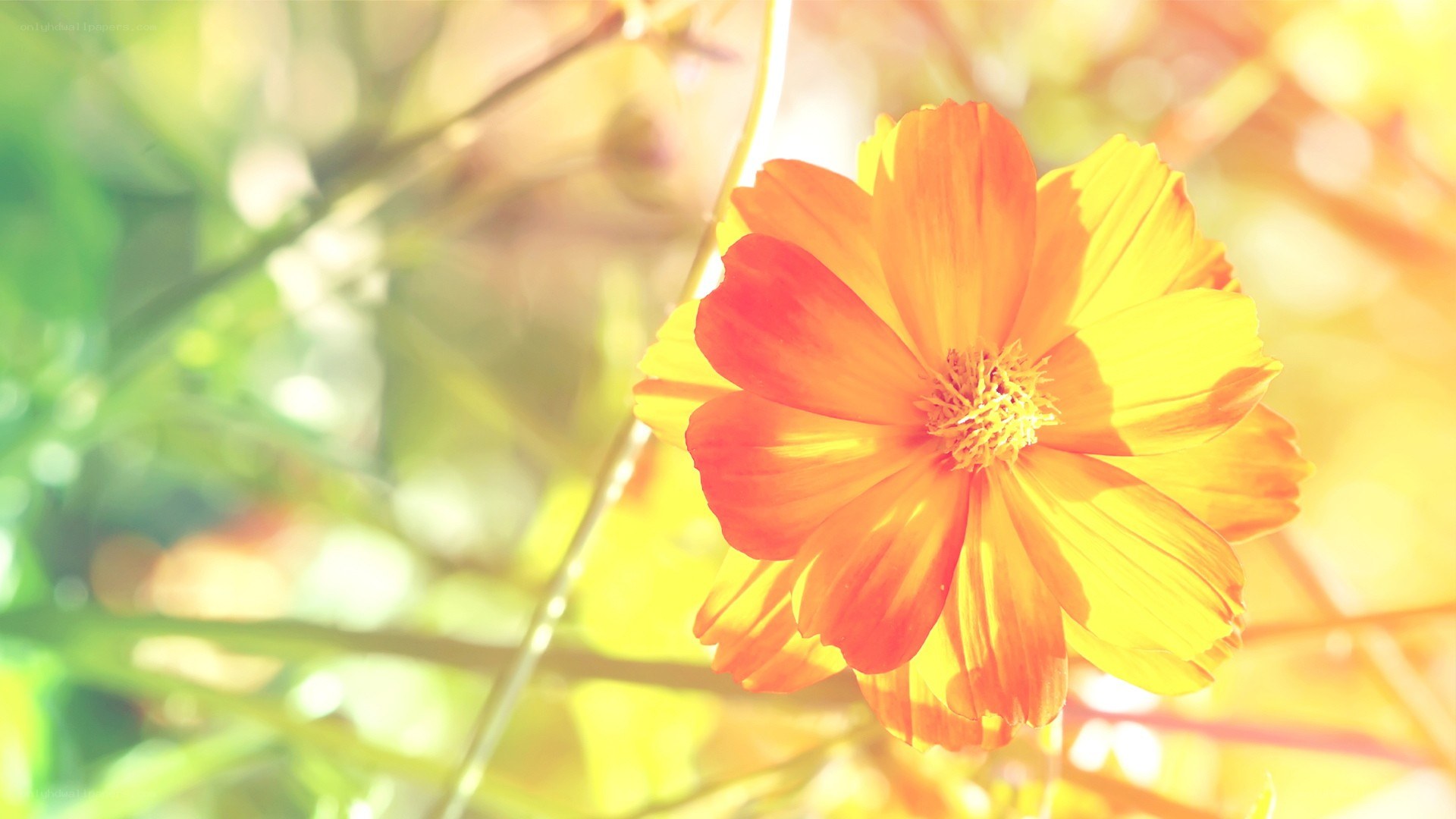 Sunlit orange flower in garden