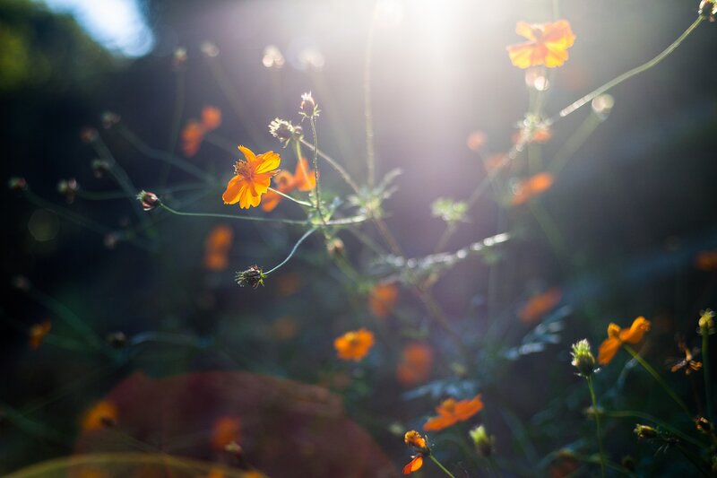 Sunlit orange flowers in a field