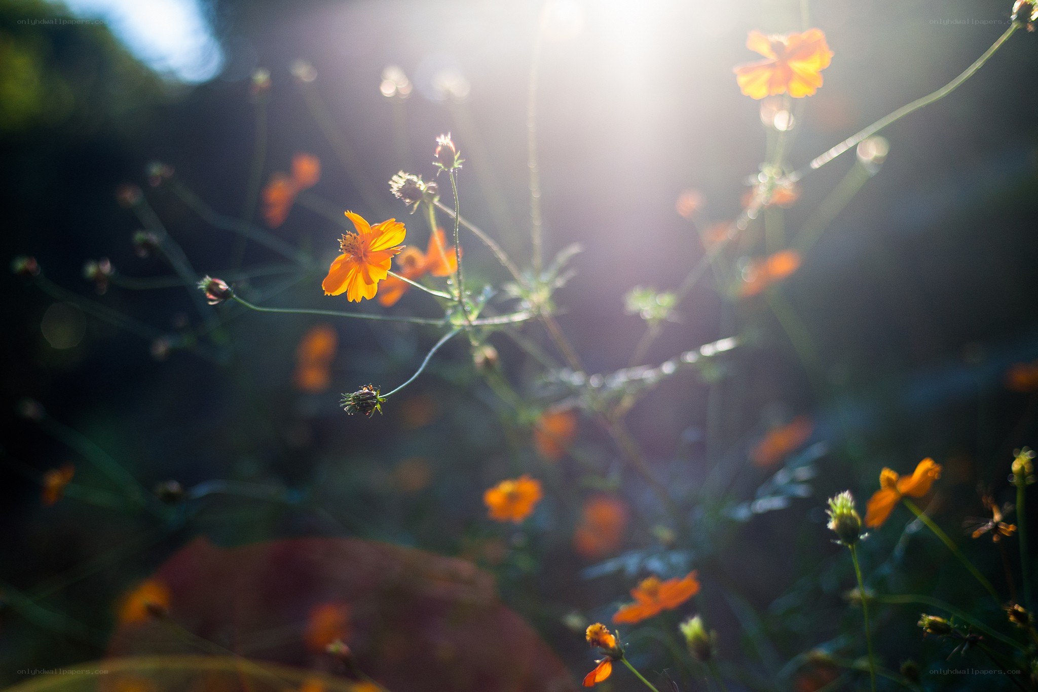 Sunlit orange flowers in a field