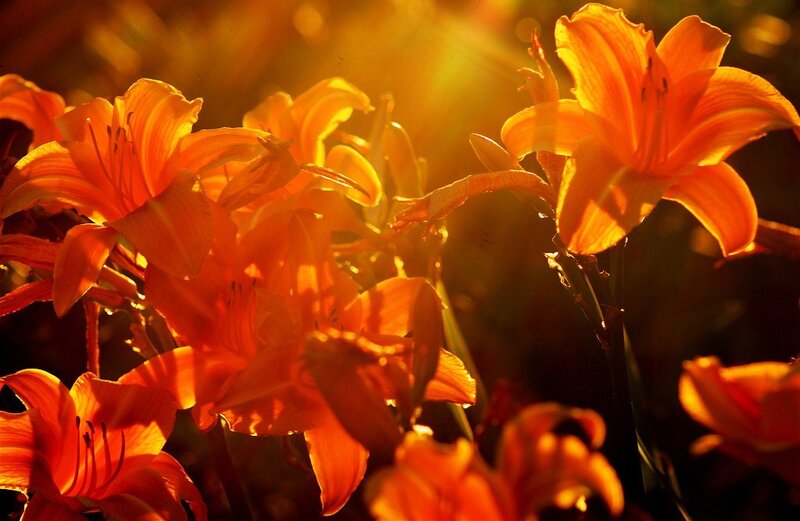 Sunlit orange lilies in bloom
