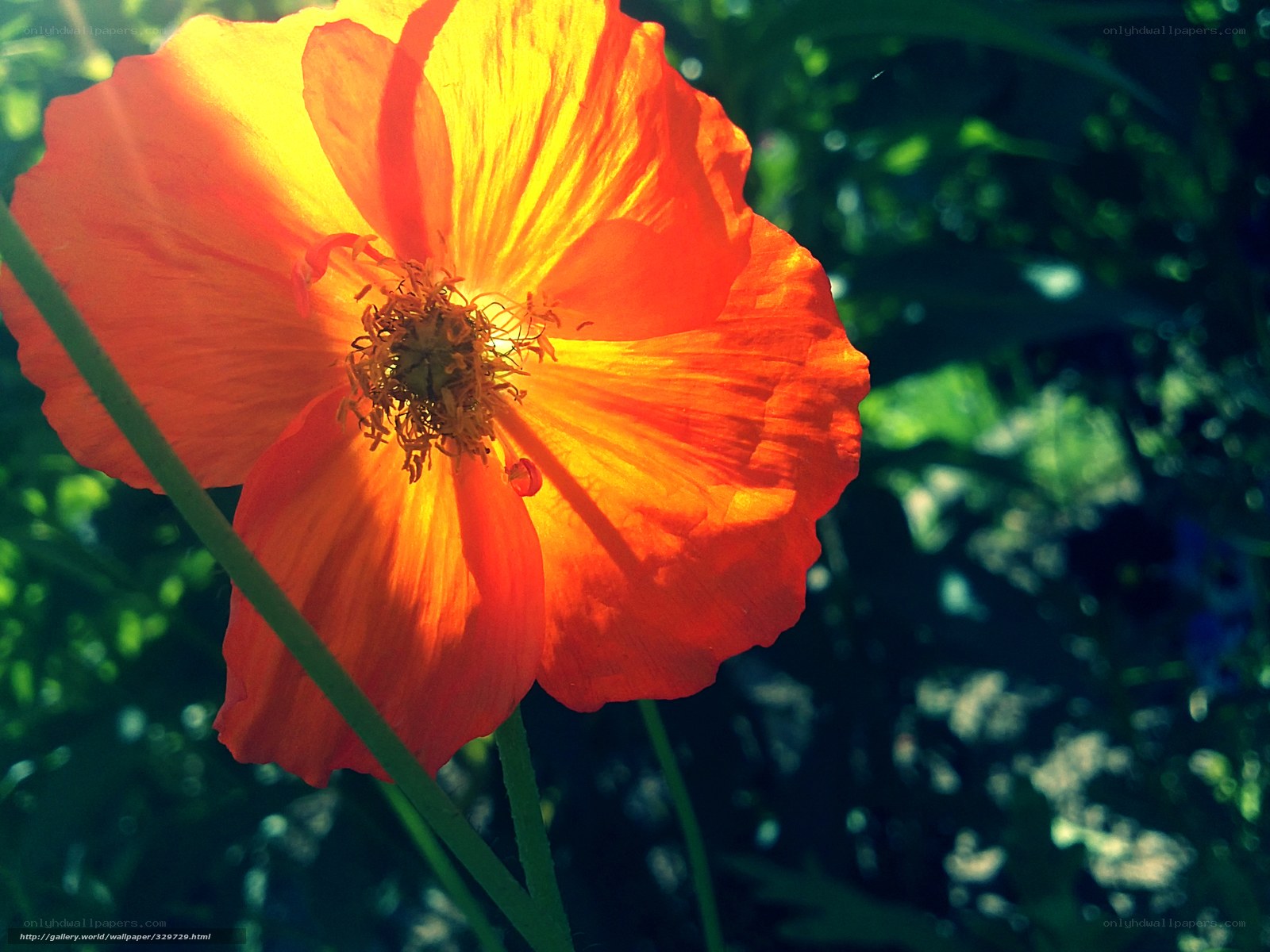 Sunlit orange poppy flower