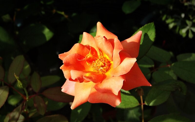 Sunlit orange rose in bloom