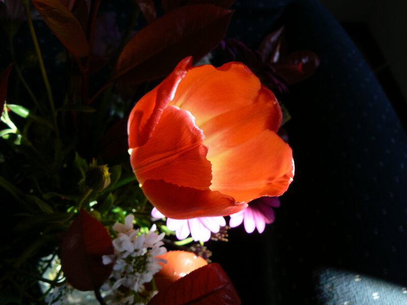 Sunlit orange tulip in bouquet