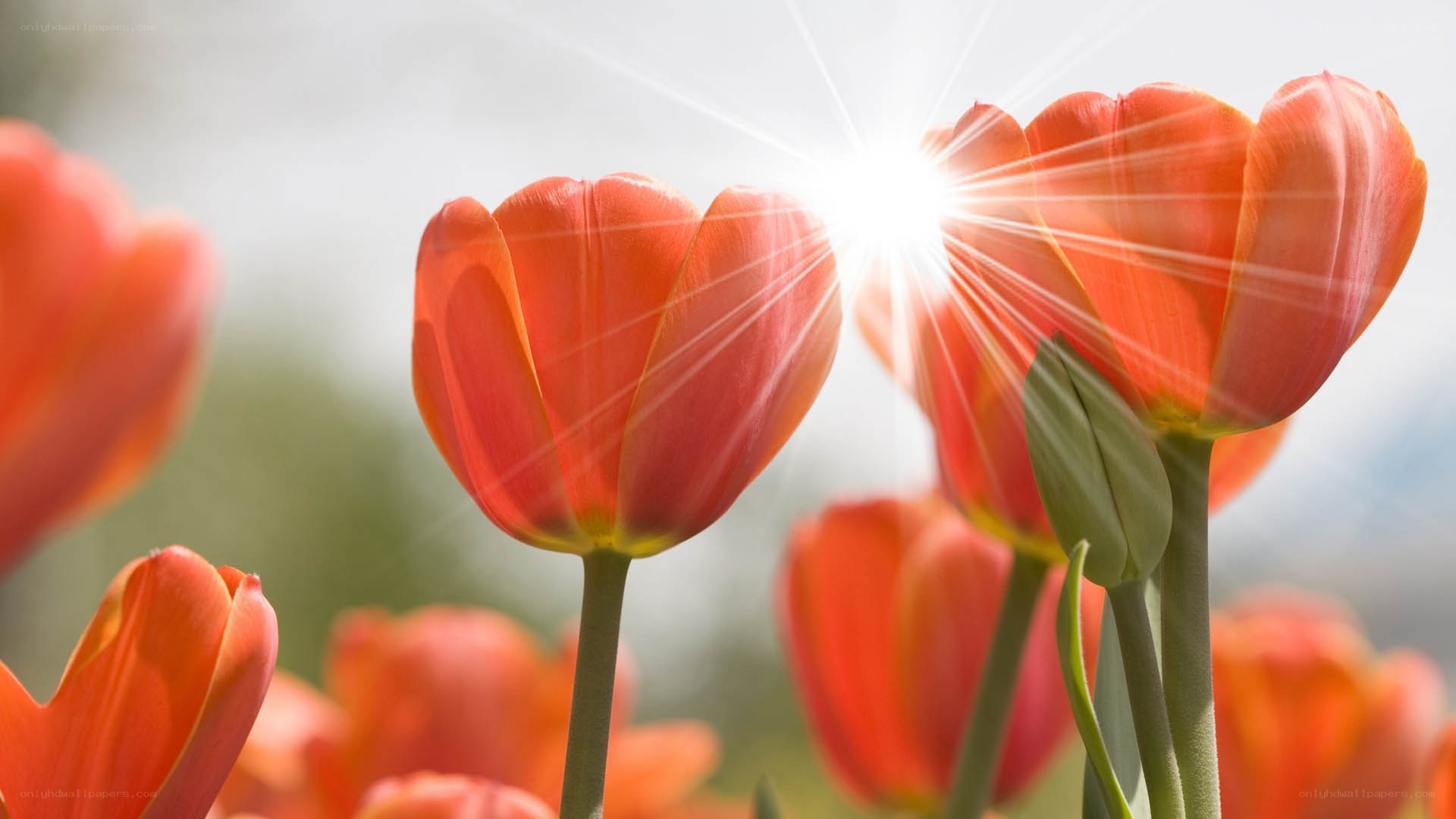 Sunlit orange tulips in bloom