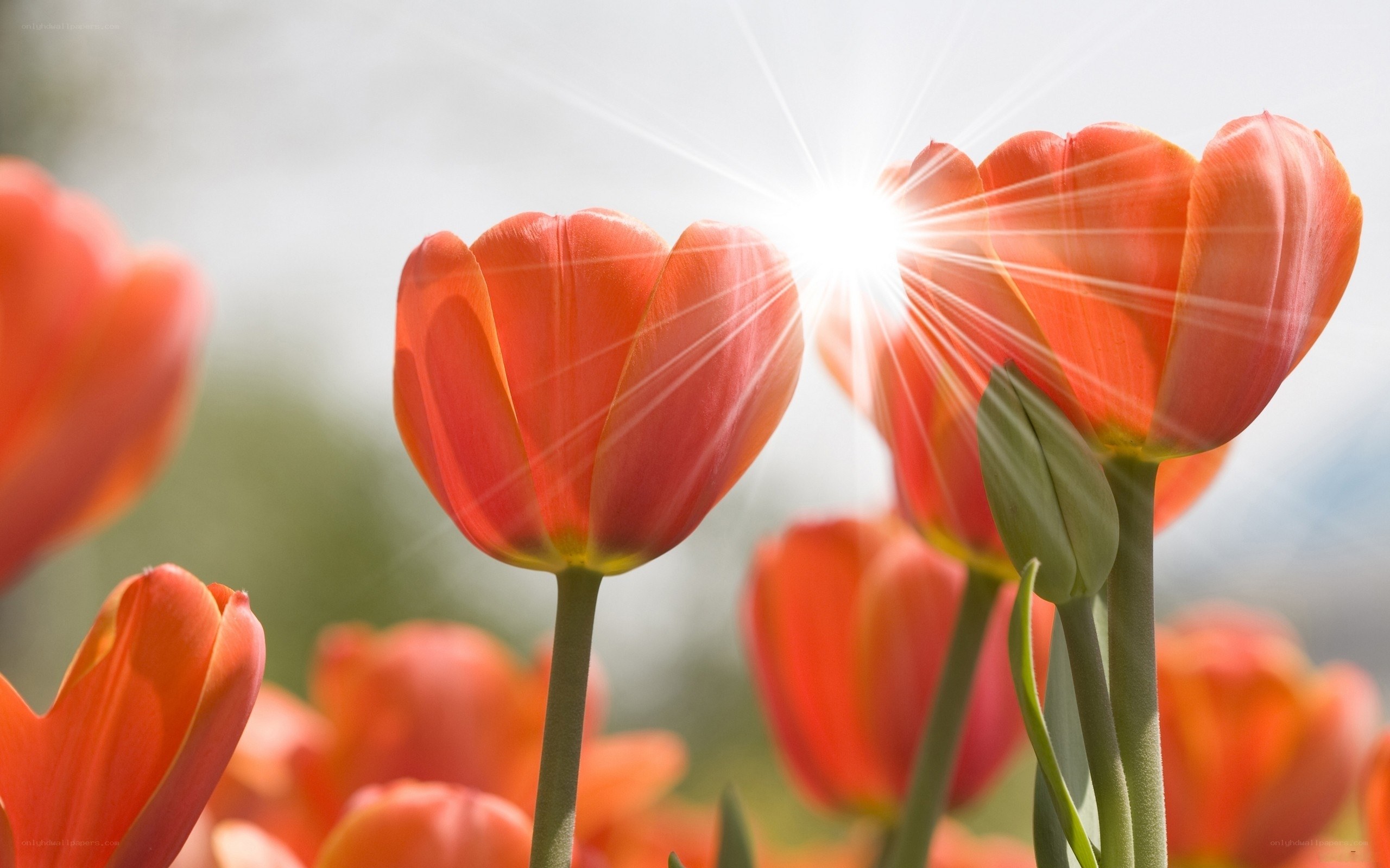 Sunlit orange tulips in bloom