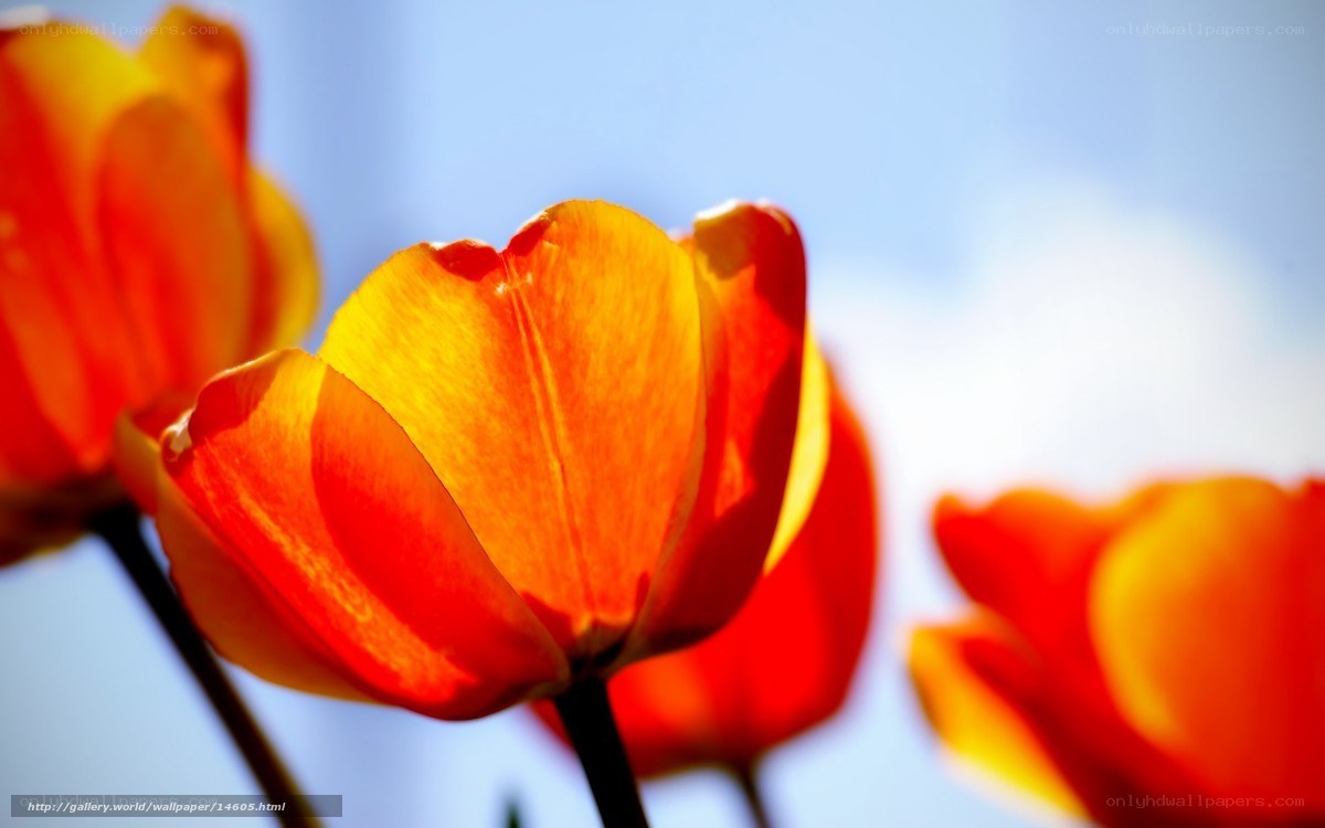 Sunlit orange tulips