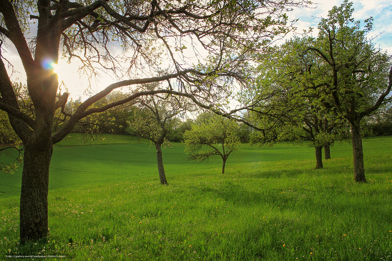 Sunlit orchard in spring
