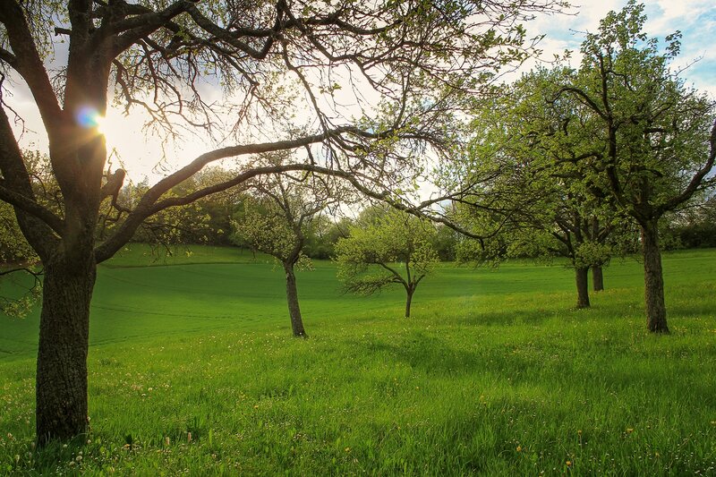 Sunlit orchard in spring