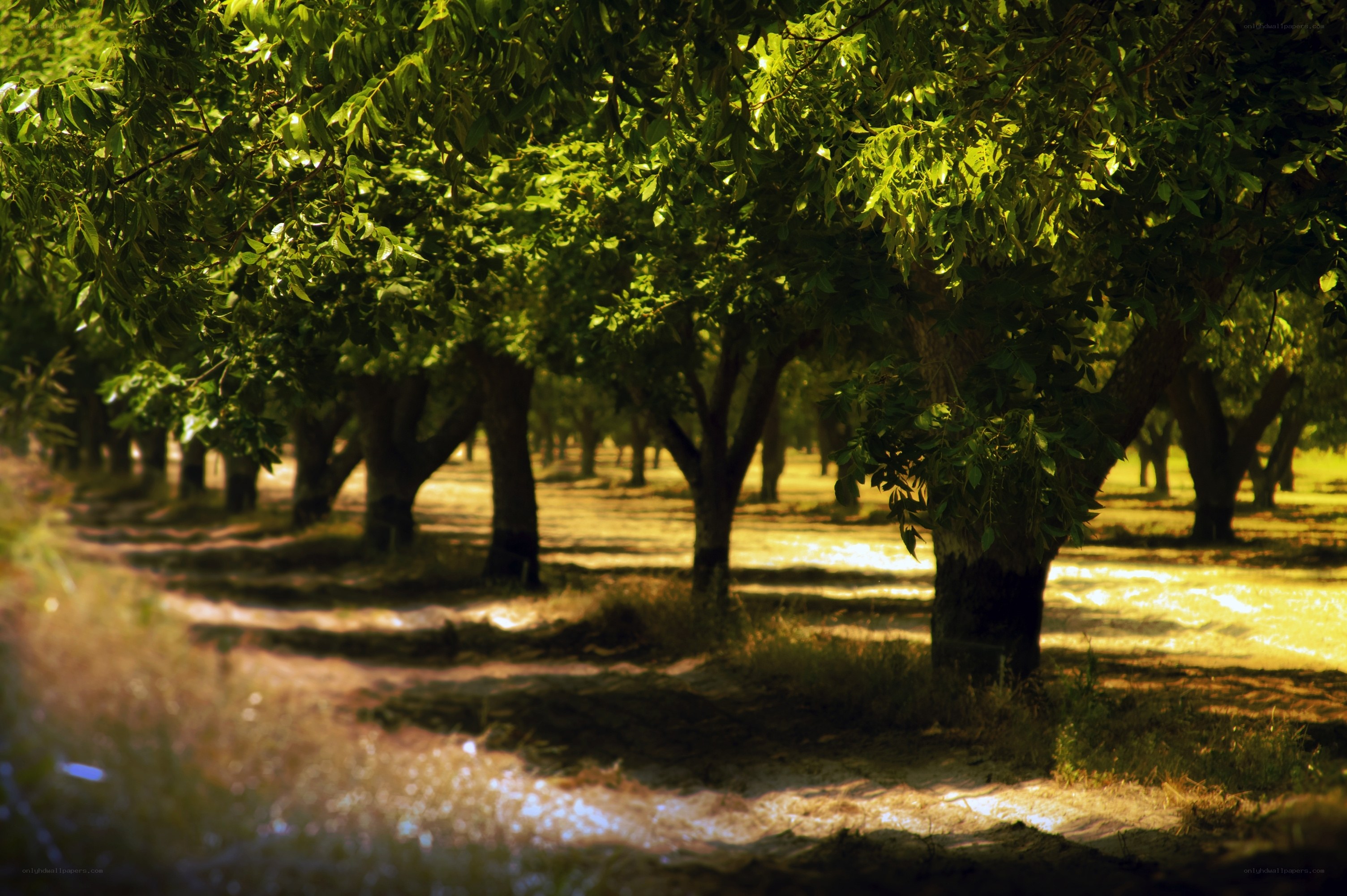 Sunlit orchard path