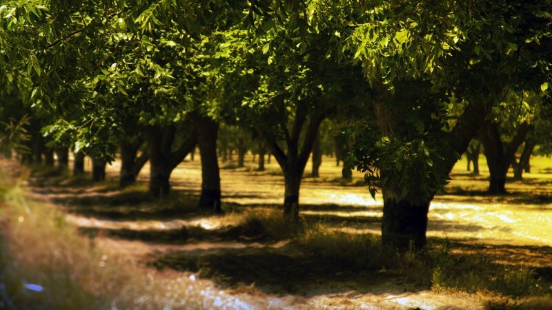 Sunlit orchard path