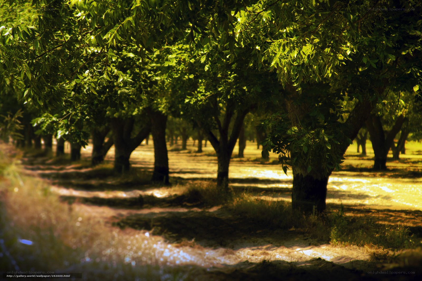Sunlit orchard path