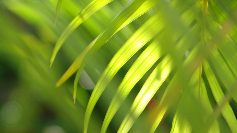Sunlit Palm Fronds — Green