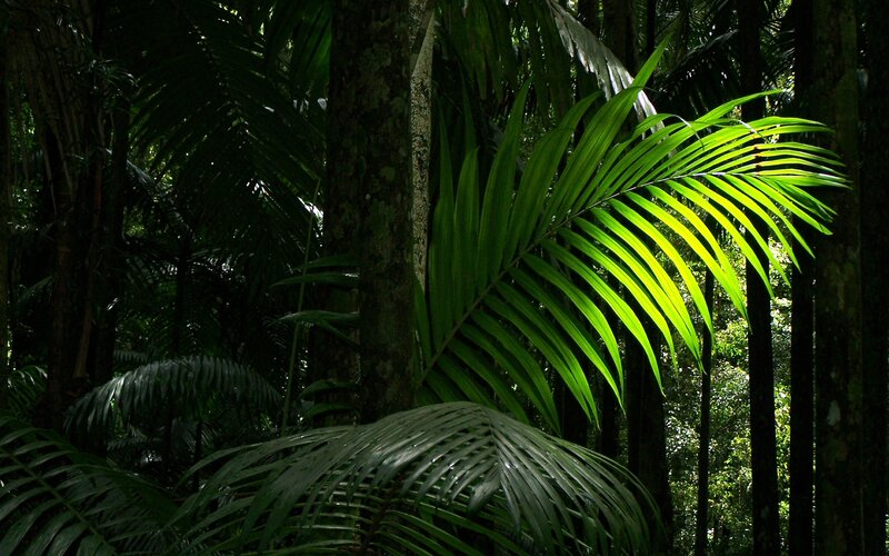 Sunlit palm fronds in forest