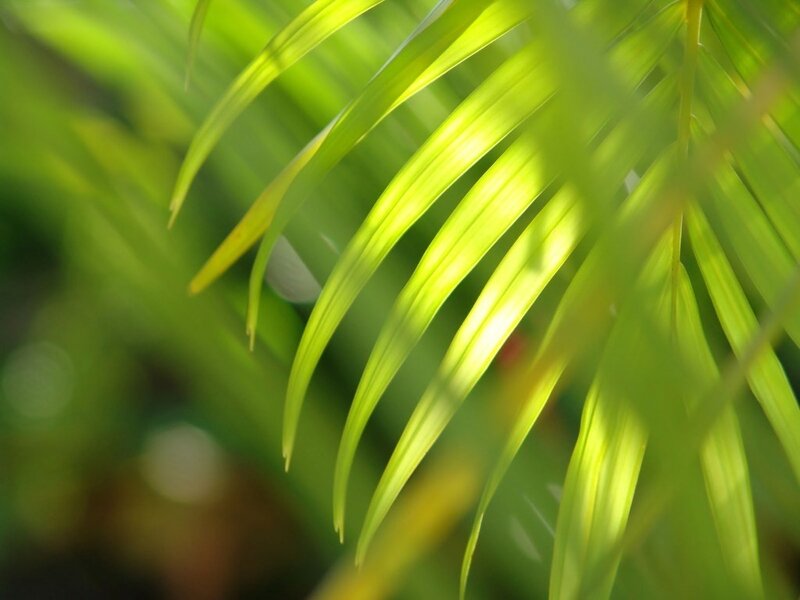 Sunlit palm fronds