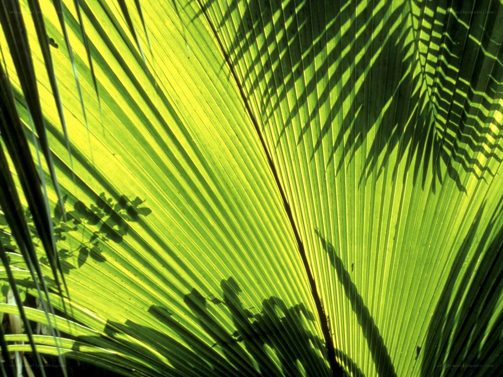 Sunlit palm leaf shadow