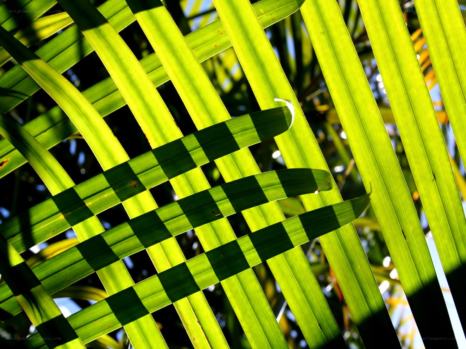 Sunlit palm leaves