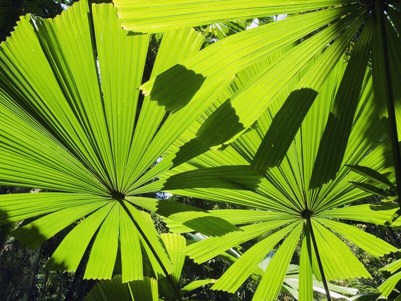 Sunlit palm leaves