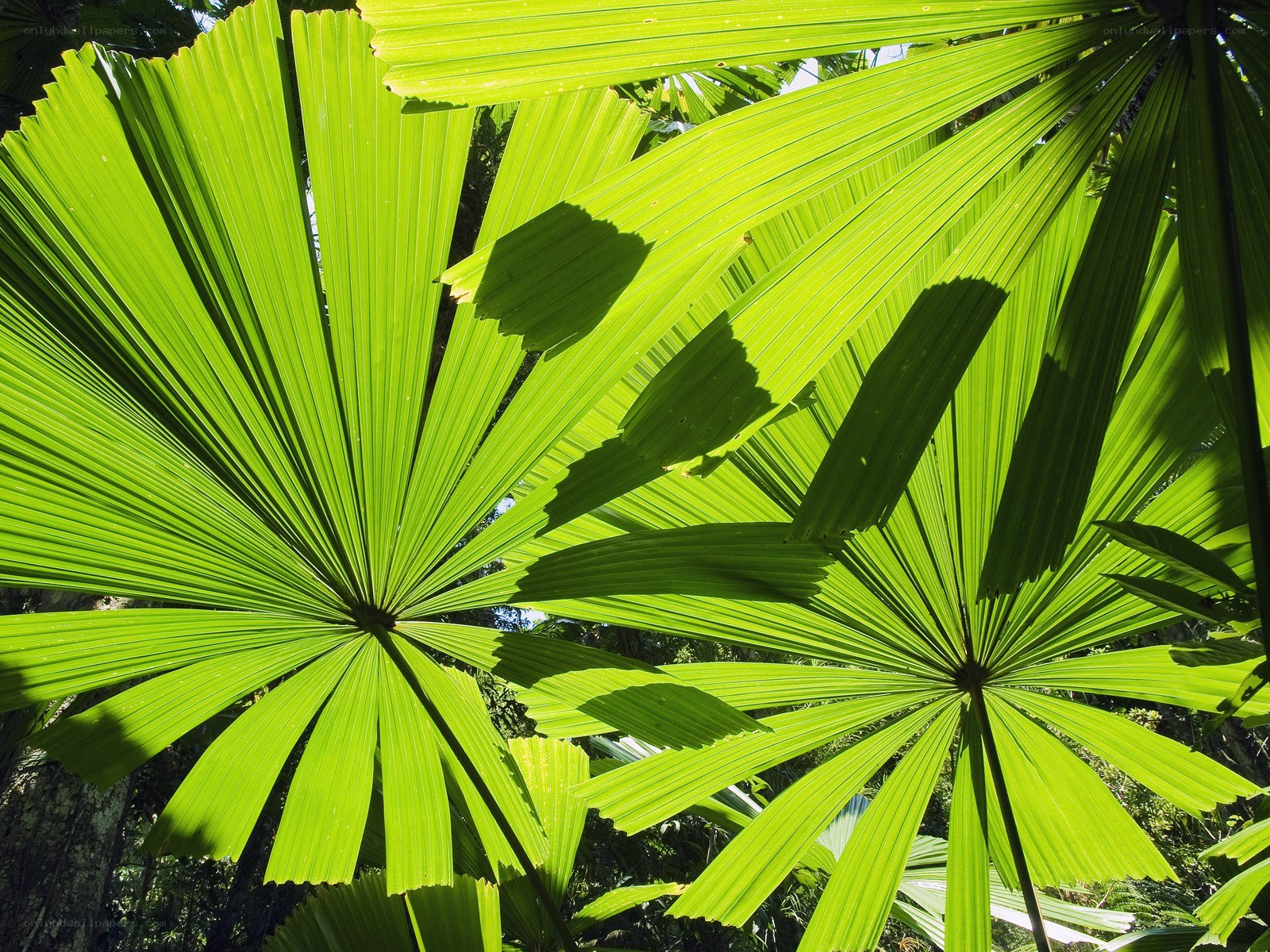 Sunlit palm leaves
