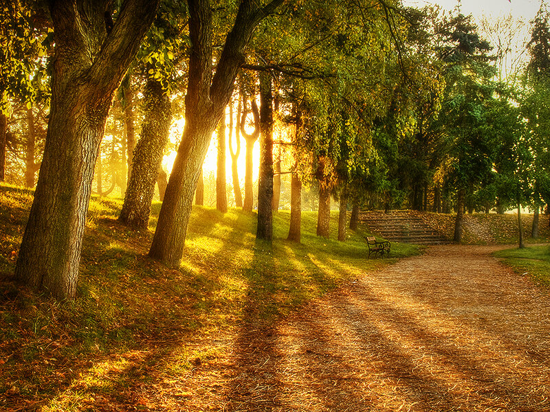 Sunlit Park Path — Green