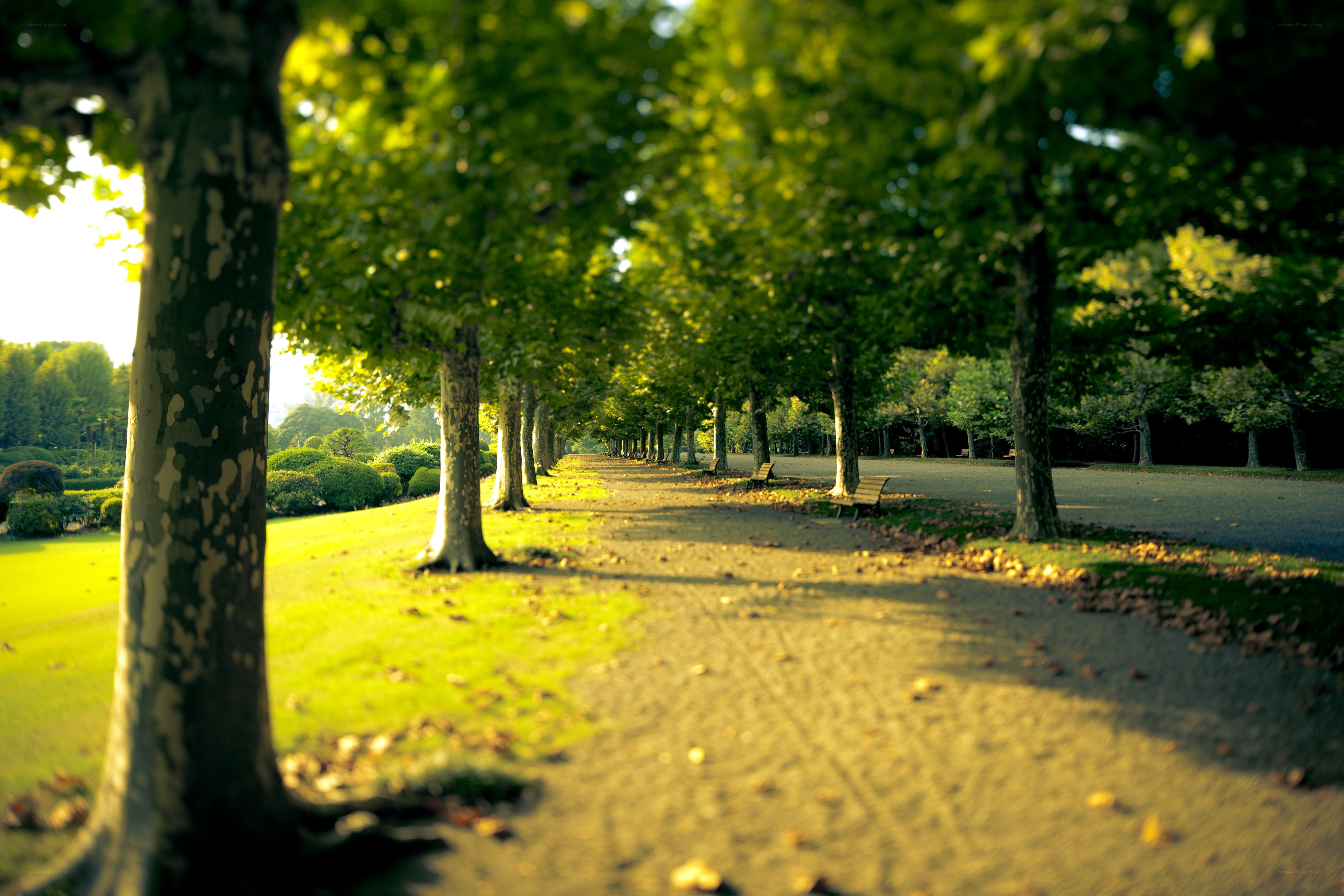 Sunlit park pathway