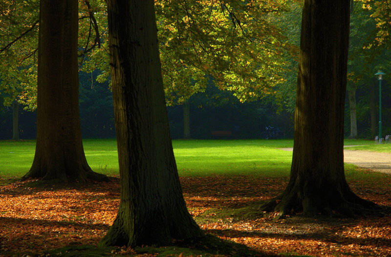 Sunlit park with autumn leaves