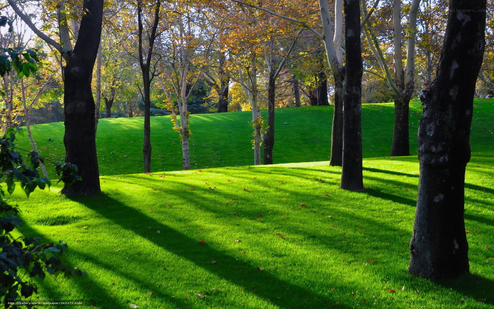 Sunlit park with autumn trees