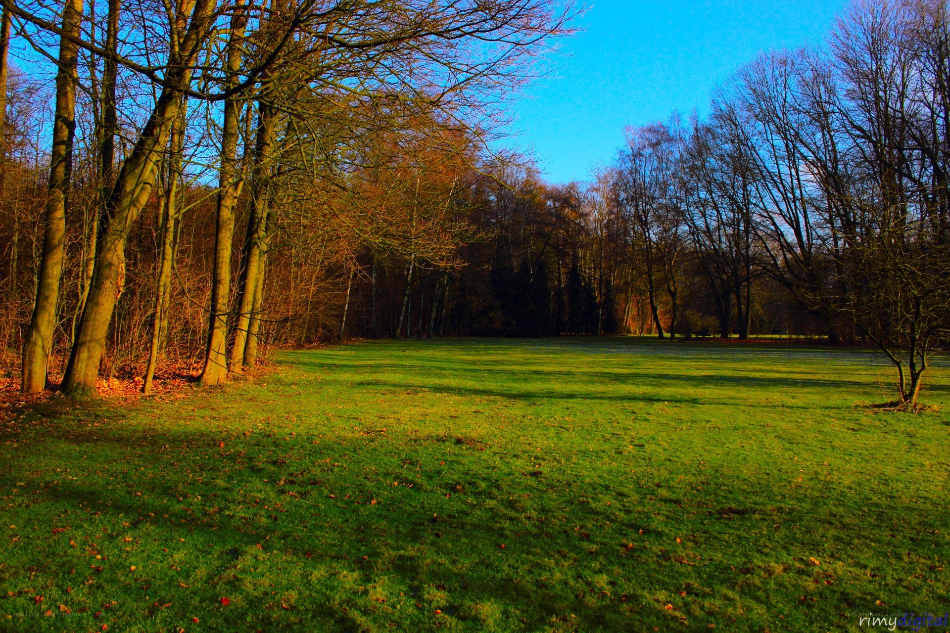 Sunlit park with bare trees