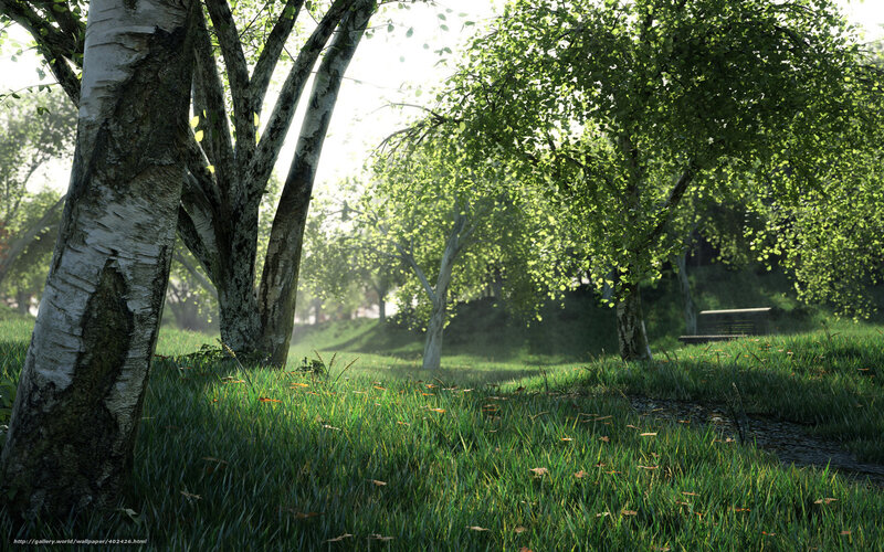 Sunlit park with birch trees