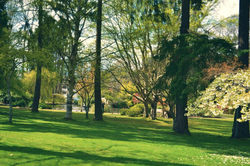 Sunlit park with blooming trees