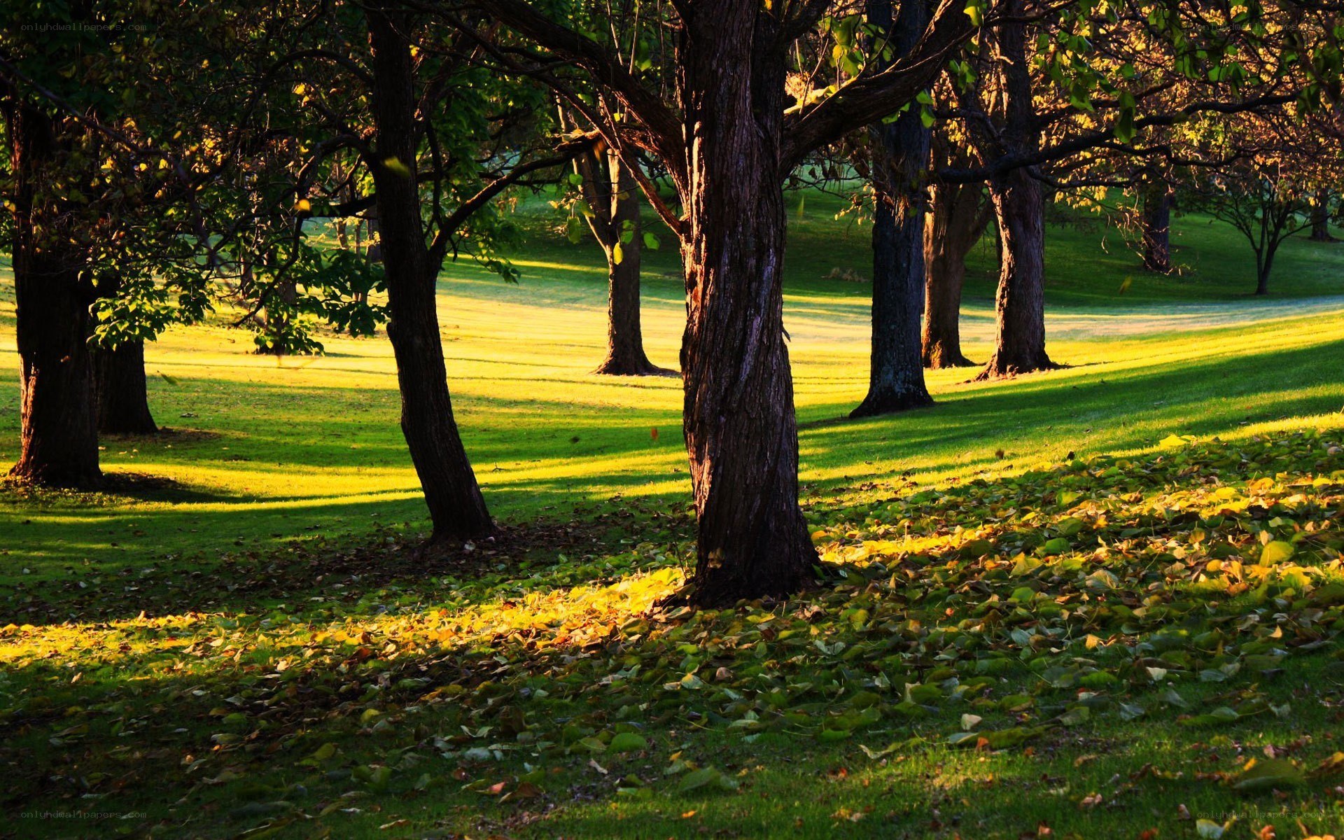 Sunlit park with fallen leaves