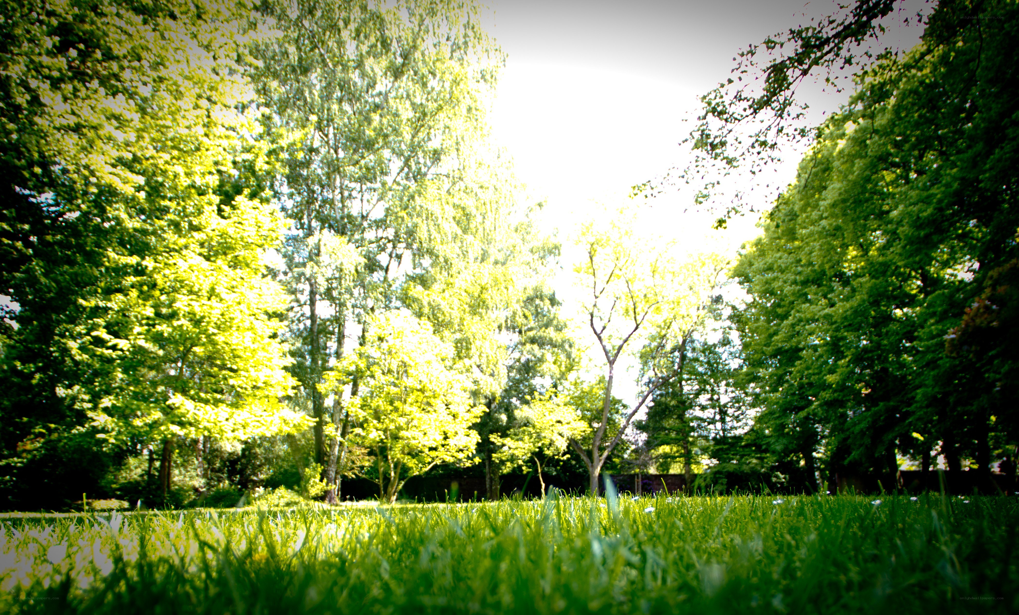Sunlit park with green grass