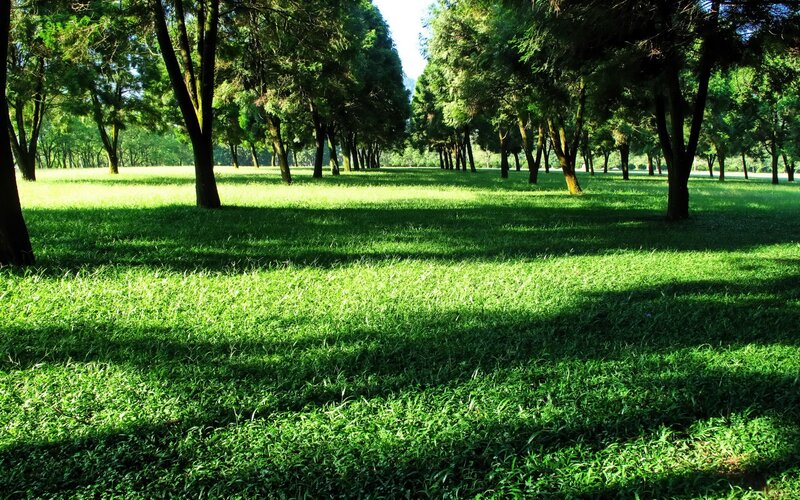 Sunlit park with green grass