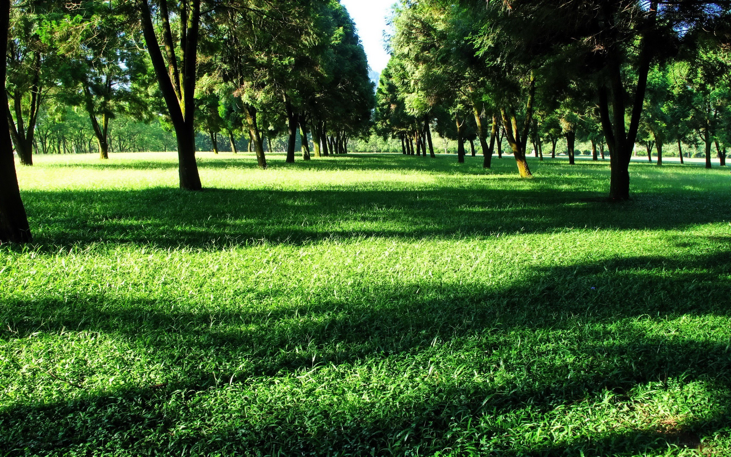 Sunlit park with green grass