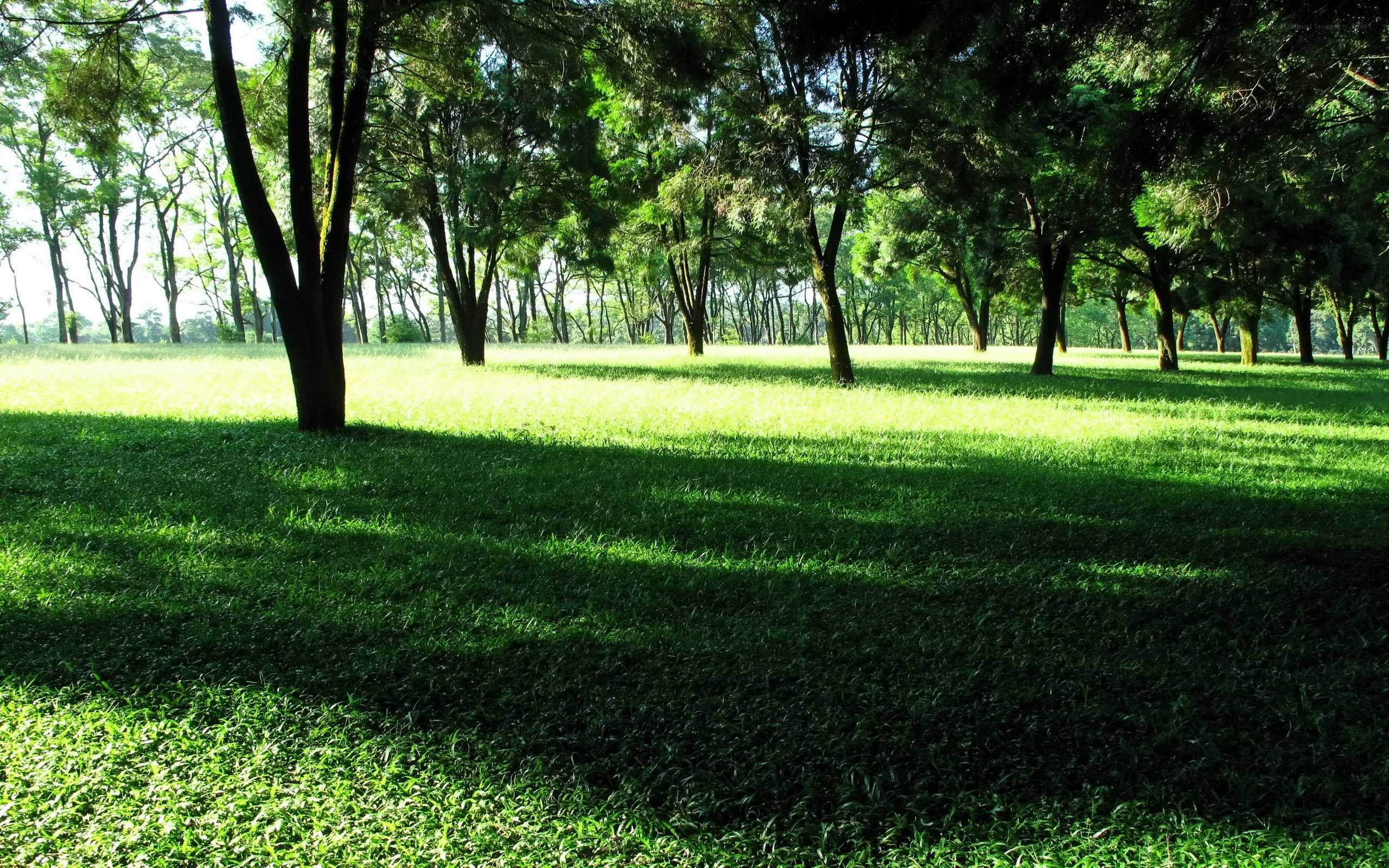 Sunlit park with green grass