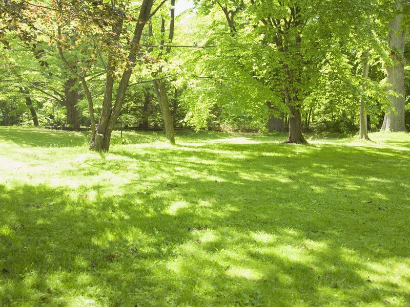 Sunlit park with green grass