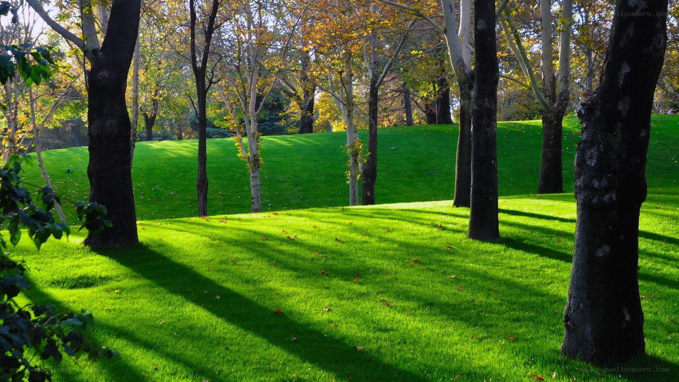 Sunlit park with green grass