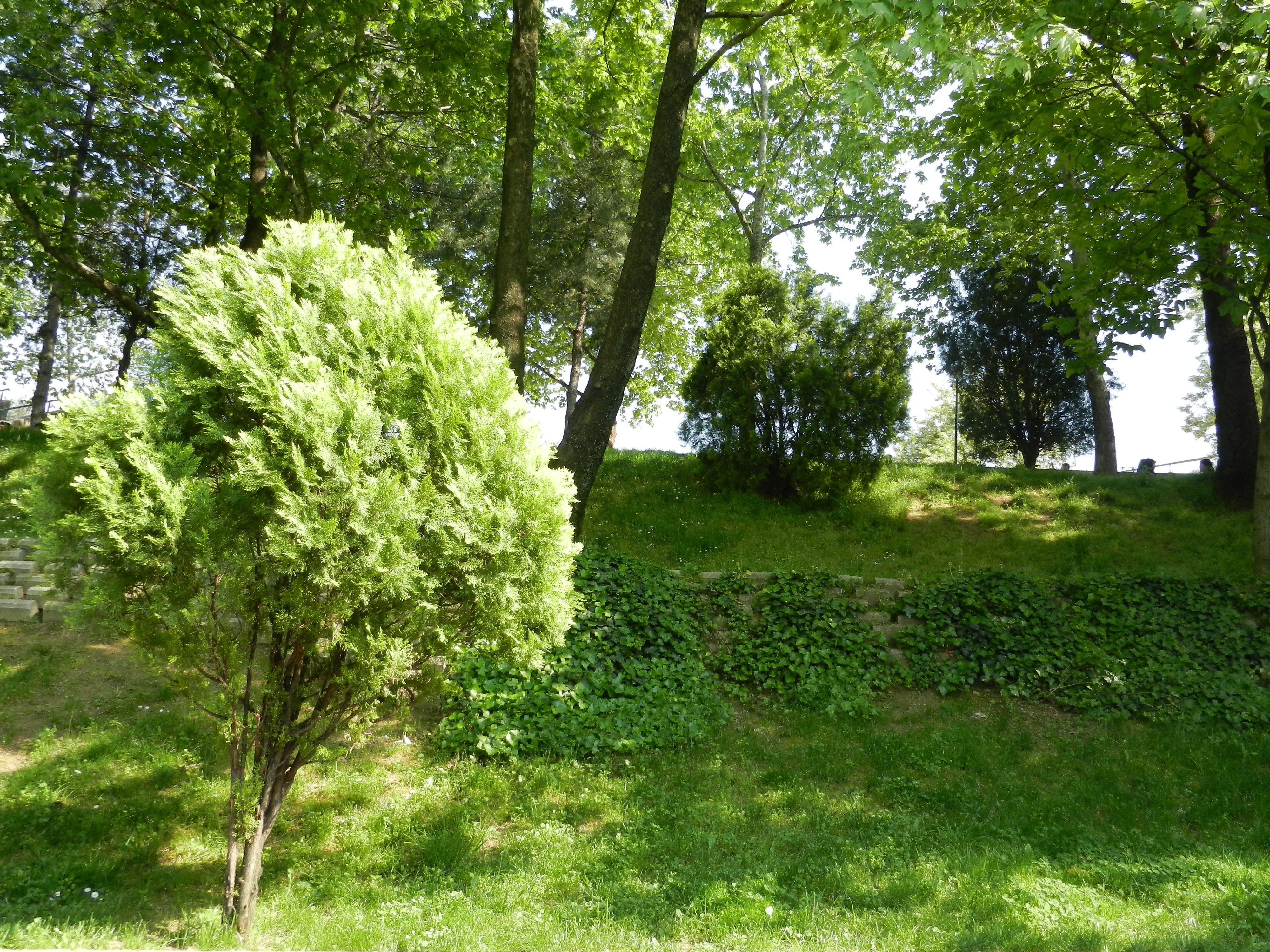 Sunlit park with green shrubs