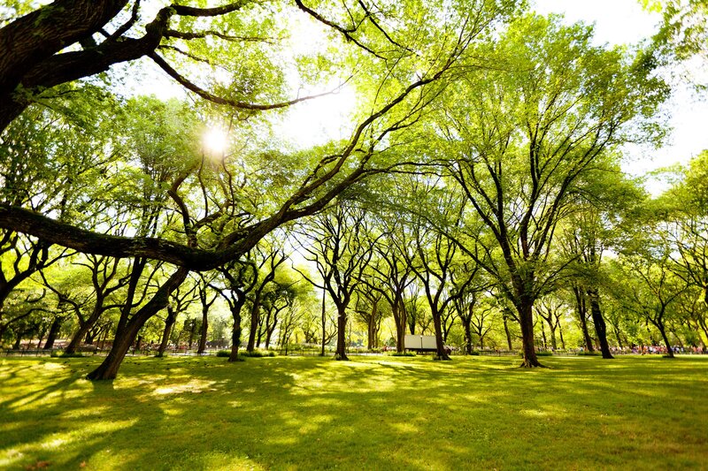 Sunlit park with green trees