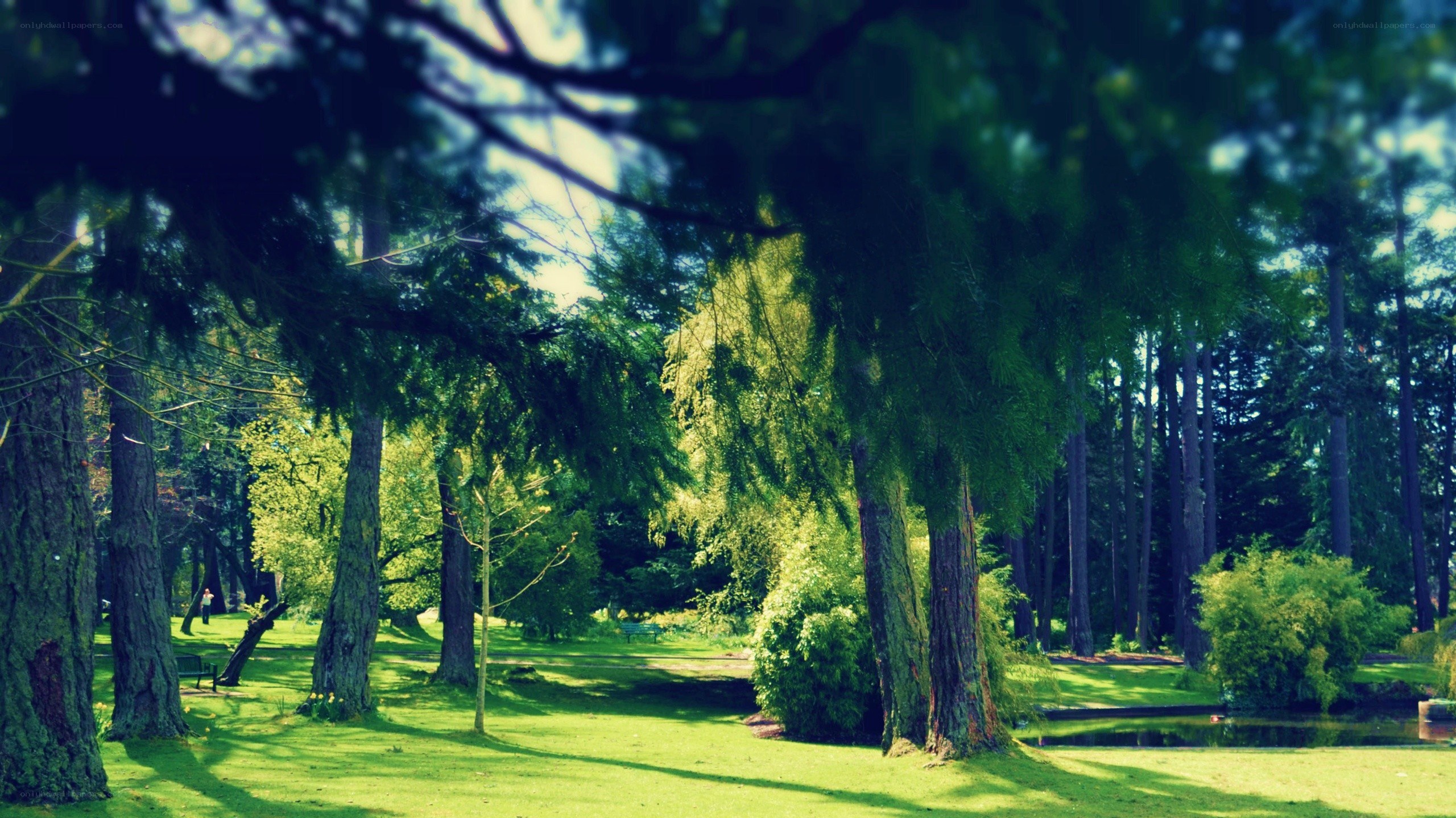Sunlit park with tall trees